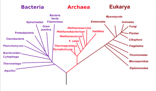 Una versión simplificada del Arbol de la vida muestra las tres grandes ramas, los Dominios Arquea, Bacteria y Eucariotas.