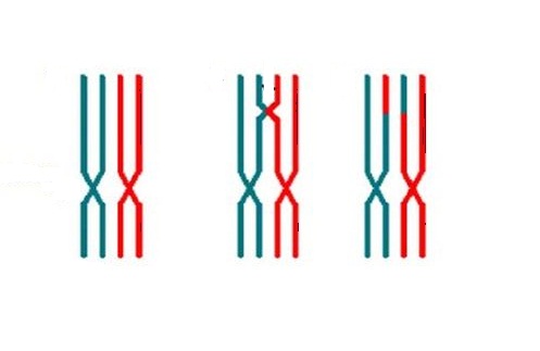 La recombinación homologa puede darse entre cromosomas homólogos.