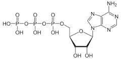 El ATP es uno de los principales compuestos derivados de la adenosina.