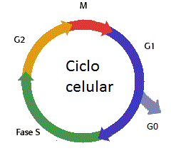 Fases del ciclo celular