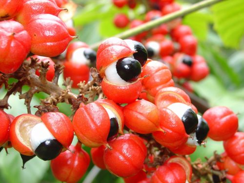 La guaranina tiene una estructura molecular similar a la cafeína y tiene los mismos efectos sobre los receptores de adenosina.