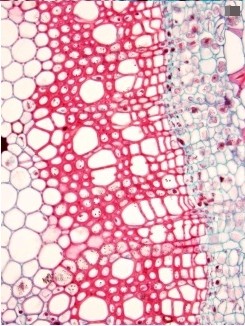 Al microscopio el xilema y el floema se ven como tubos huecos que van paralelos al crecimiento de la planta.