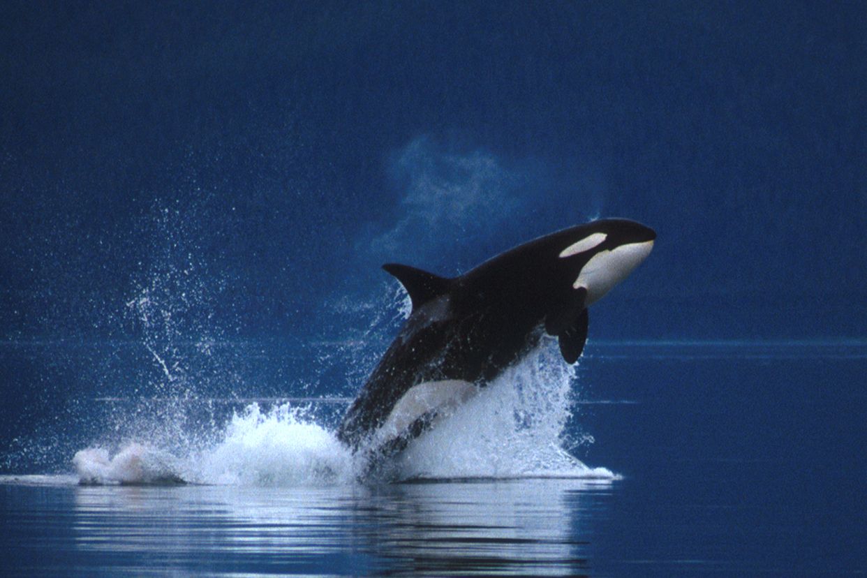 Los sentidos de las orcas La guía de Biología Los sentidos de las orcas La guía de Biología