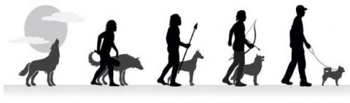terminar contar Espera un minuto Evolución cognitiva convergente en perros y humanos? | La guía de Biología