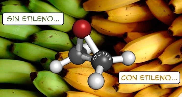 Papel de las fitohormonas en la maduración de las frutas: el rol del