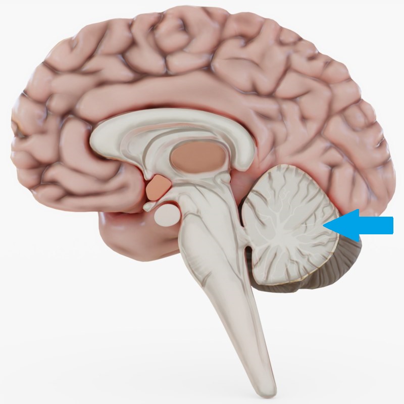 Funciones Del Cerebelo La Guía De Biología