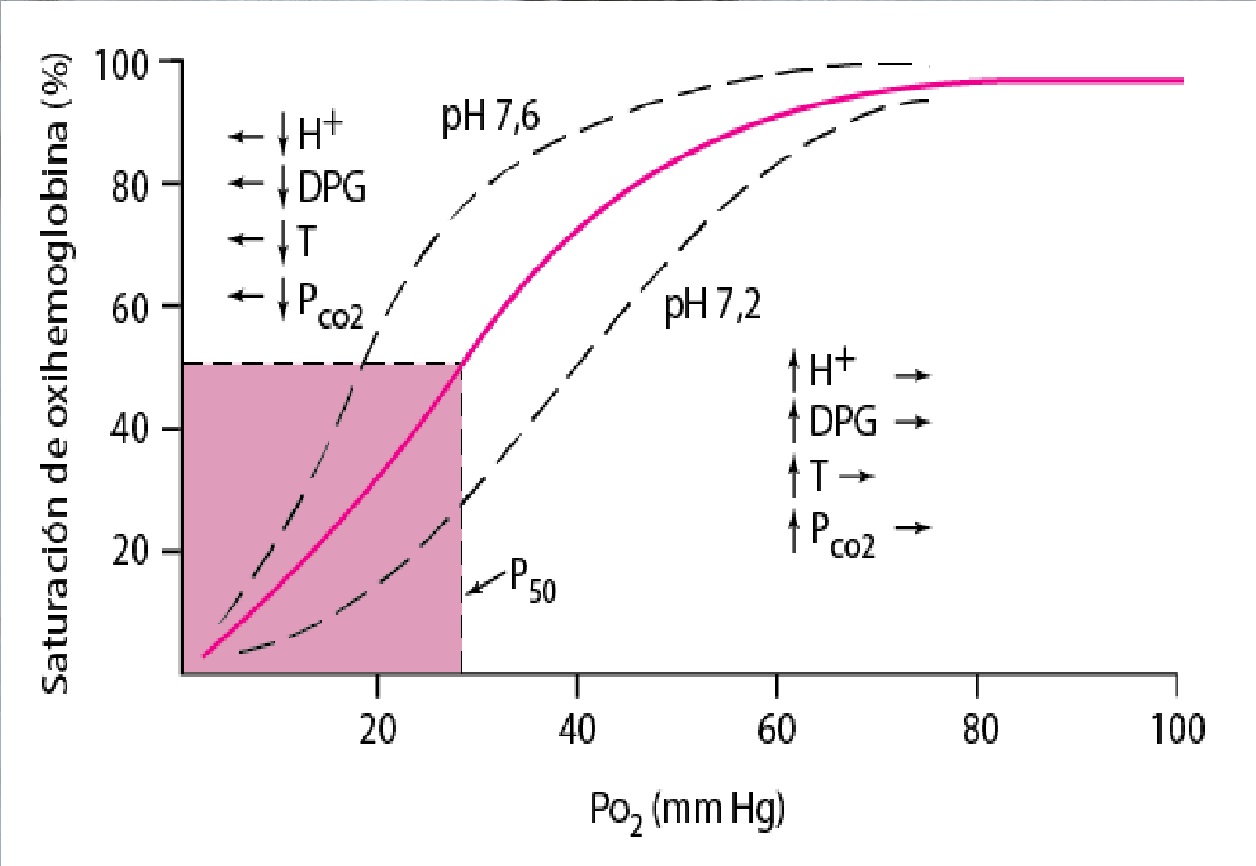 Cómo Funciona La Curva De Disociación Del Oxígeno Y La Hemoglobina La Guía De Biología 9165