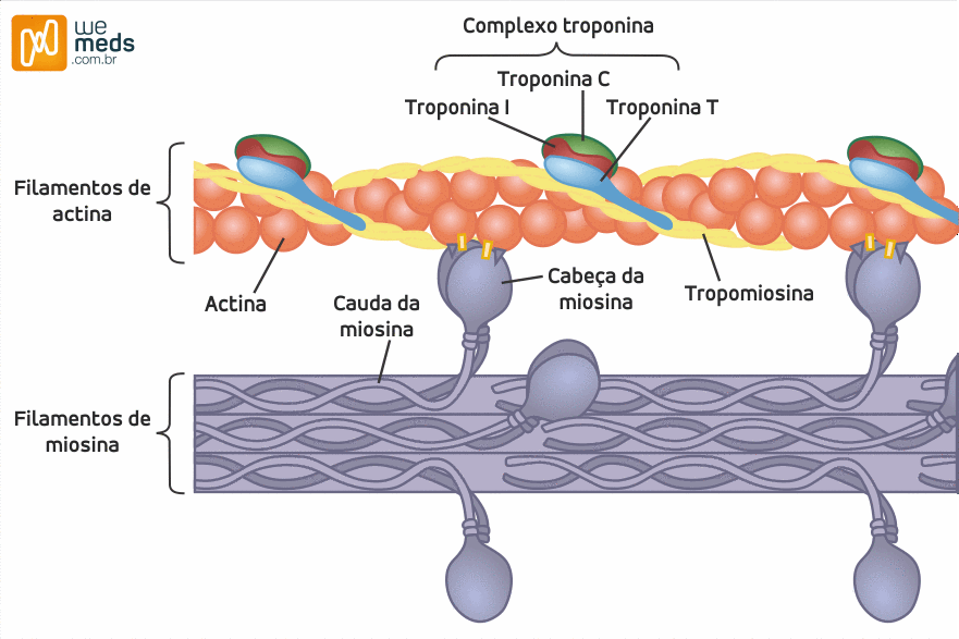 La Troponina La Proteína Que Contrae Los Músculos La Guía De Biología 2629