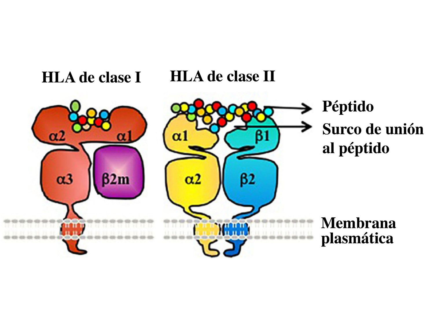 Cómo funciona la presentación de antígeno leucocitario humano (HLA